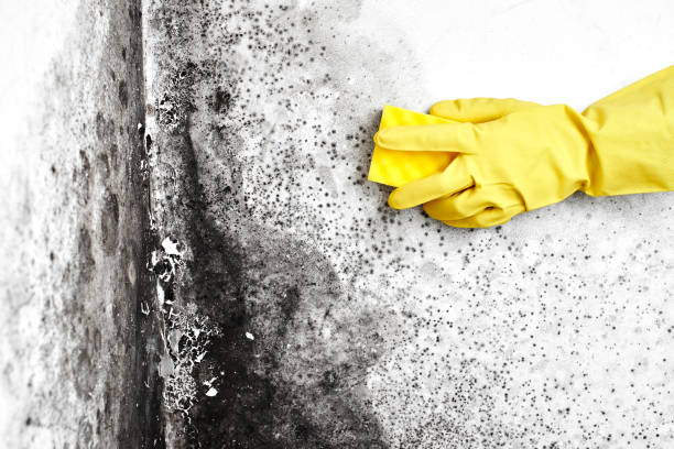 Best Basement Mold Removal  in Helena Flats, MT