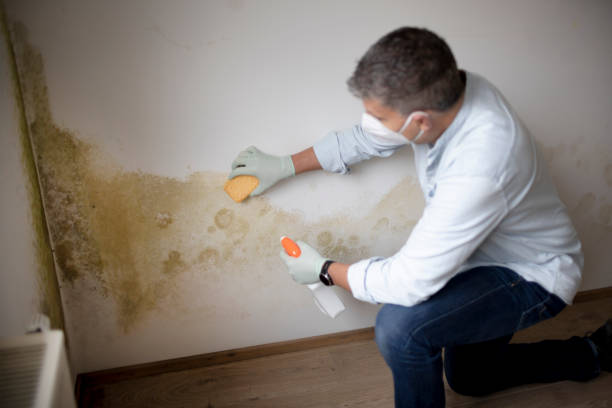 Best Attic Mold Removal  in Helena Flats, MT